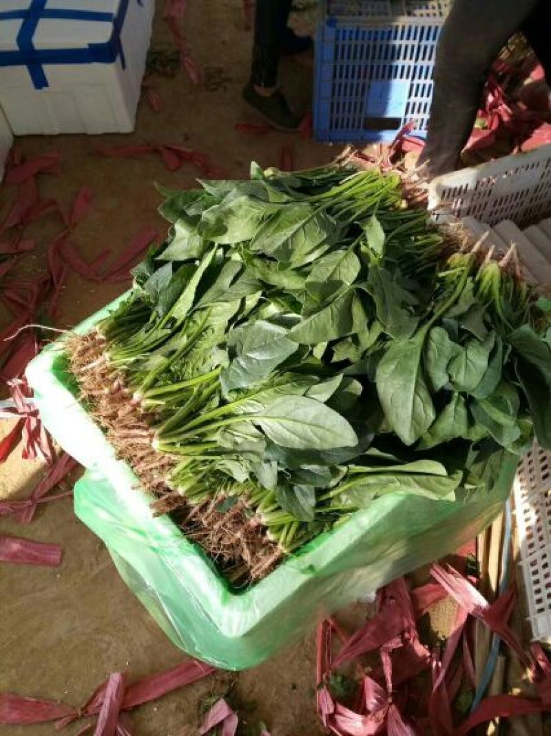 精品菠菜，产地直供，质量好，价格优，可到场地参观