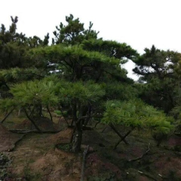 造型松14公分