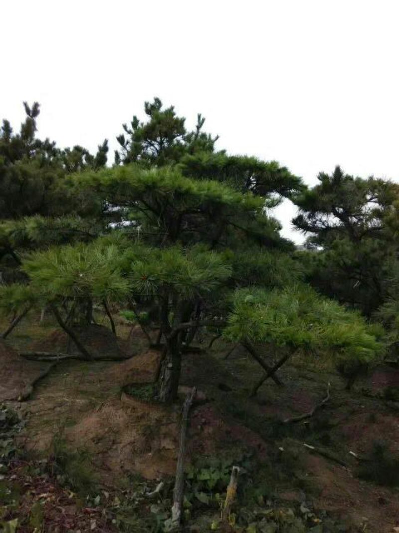 造型松14公分