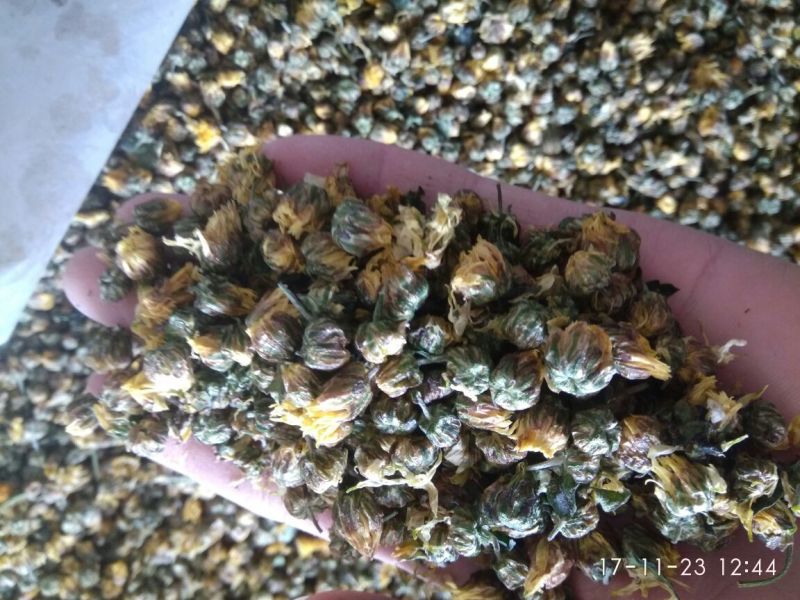 杭白菊散装