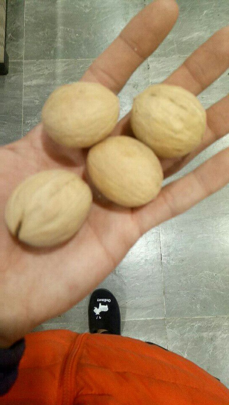 薄皮核桃去皮25~30mm干