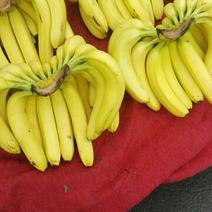 香蕉八成熟精品香蕉