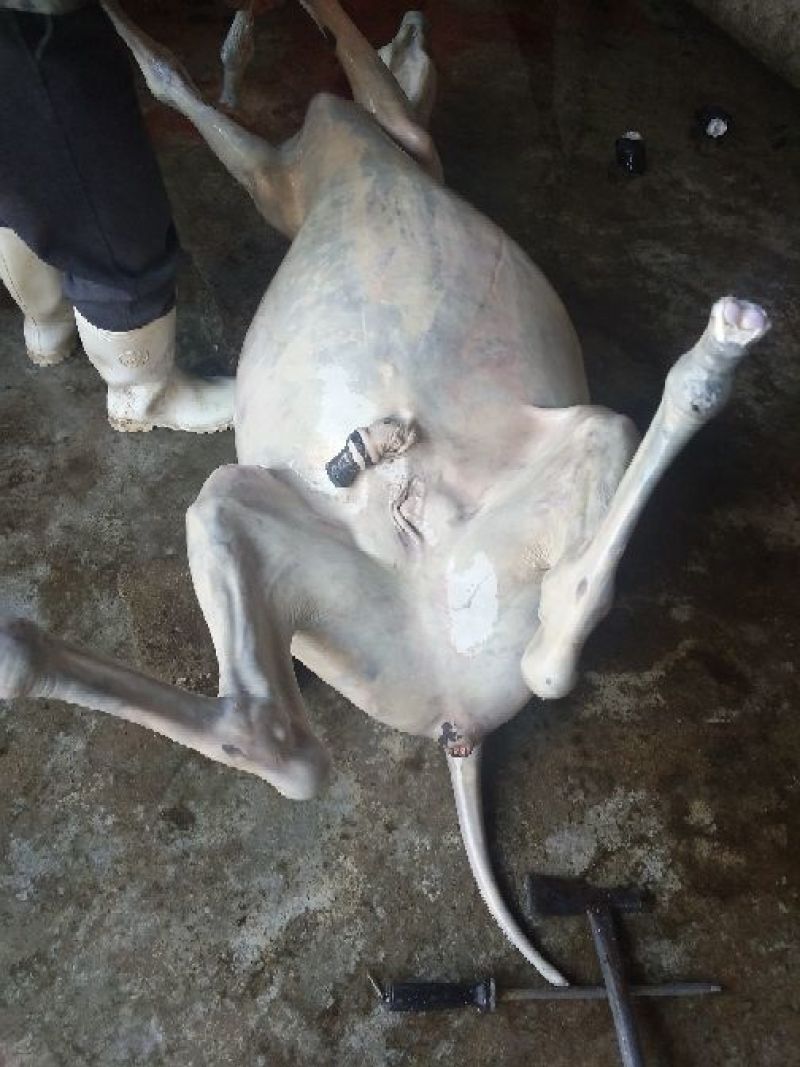 驴肉鲜货
