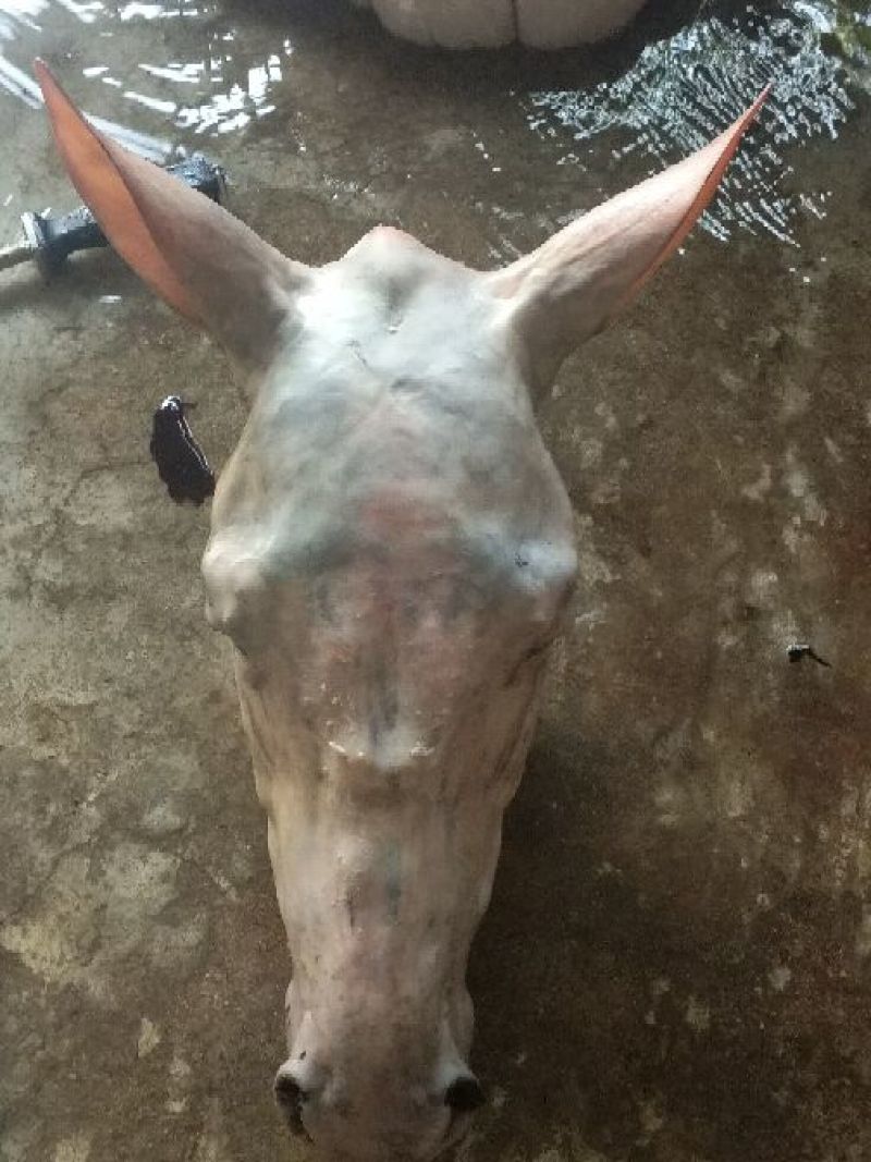 驴肉鲜货