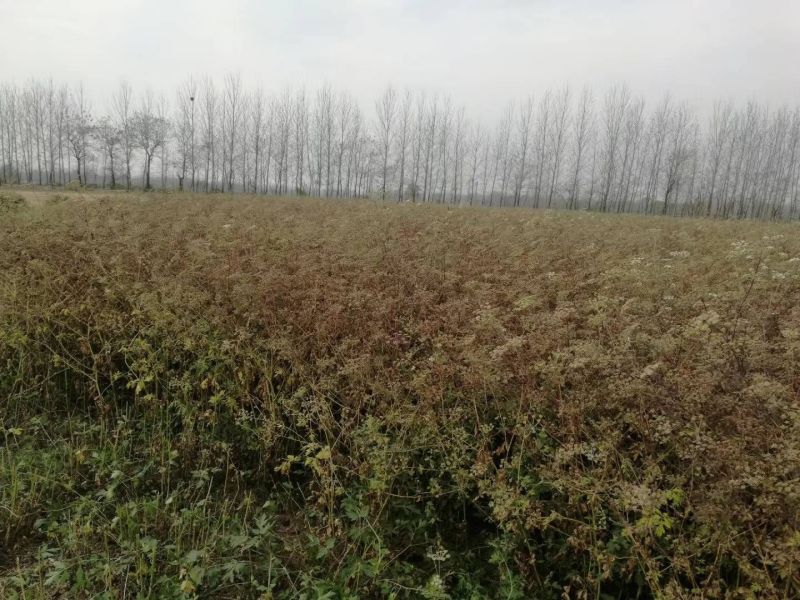 【推荐】安徽亳州前胡种苗2022新产种植基地一手货源直发
