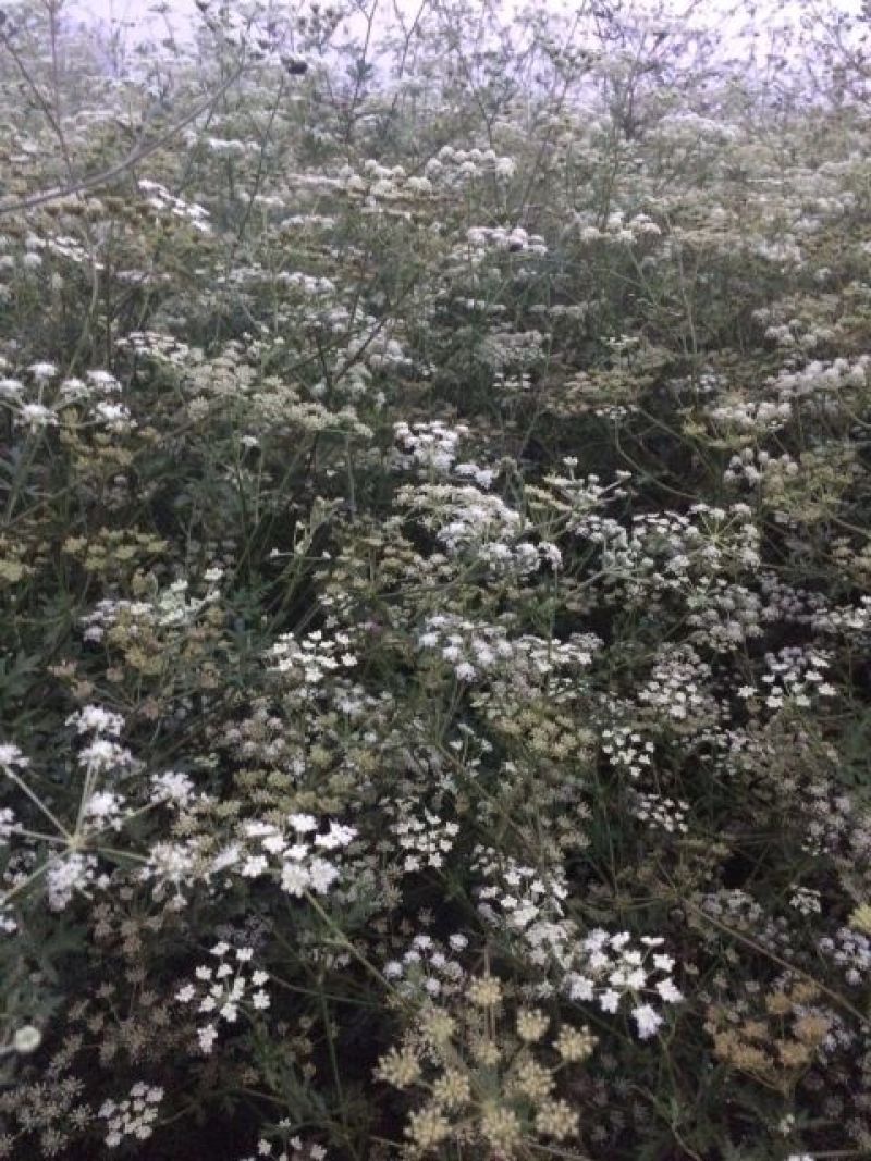 【推荐】安徽亳州前胡种苗2022新产种植基地一手货源直发