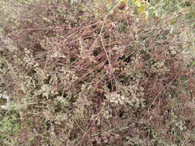 【推荐】安徽亳州前胡种苗2022新产种植基地一手货源直发