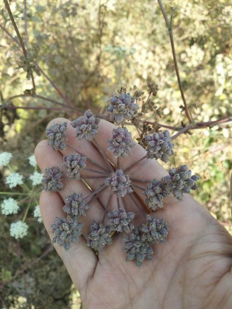 【推荐】安徽亳州前胡种苗2022新产种植基地一手货源直发