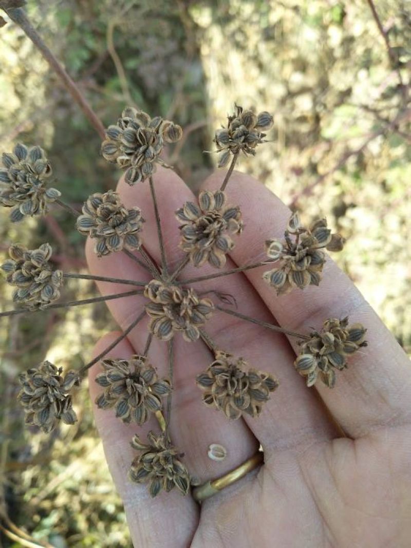 【推荐】安徽亳州前胡种苗2022新产种植基地一手货源直发