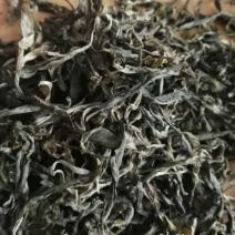 云南普洱茶古树生茶毛料，自己茶山基地的茶