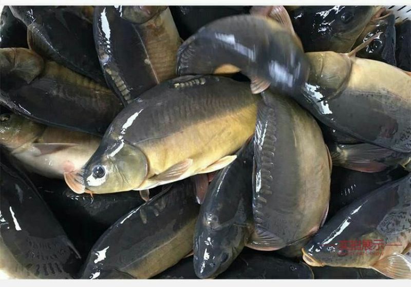 河鲤鱼食用2~3公斤