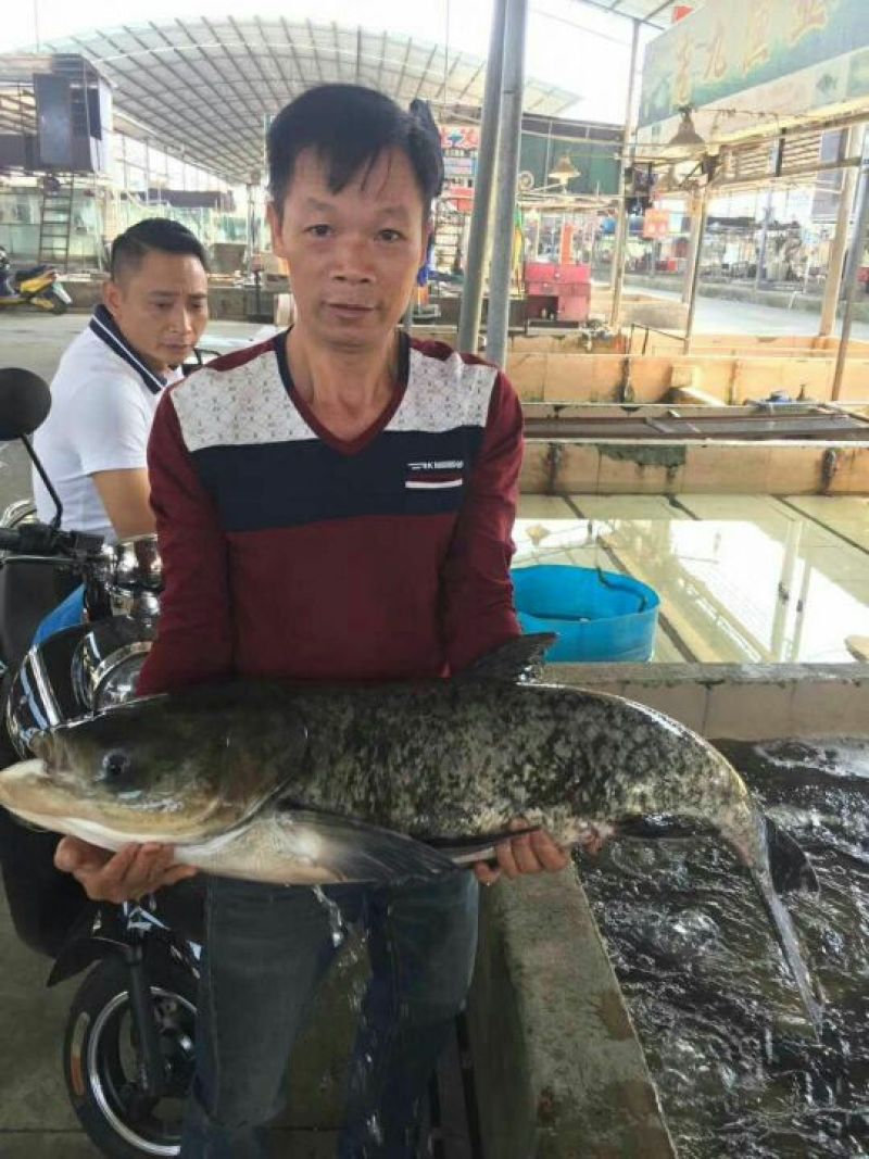 河鲤鱼食用2~3公斤