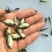 河鲤鱼食用2~3公斤