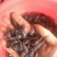 河鲤鱼食用2~3公斤