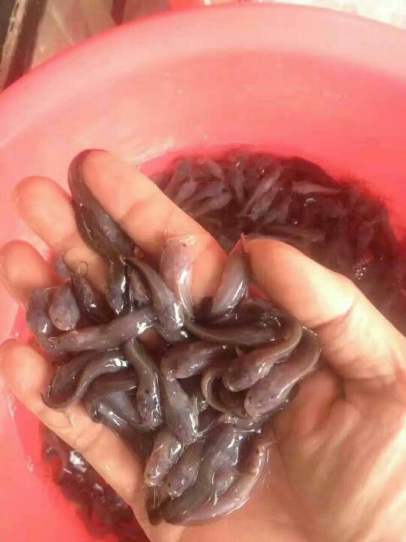河鲤鱼食用2~3公斤