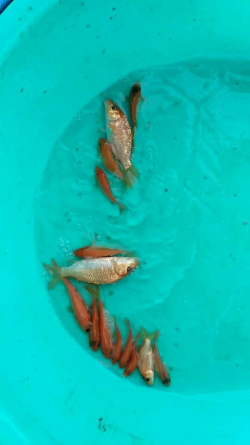 裸鲤鱼食用1~2公斤
