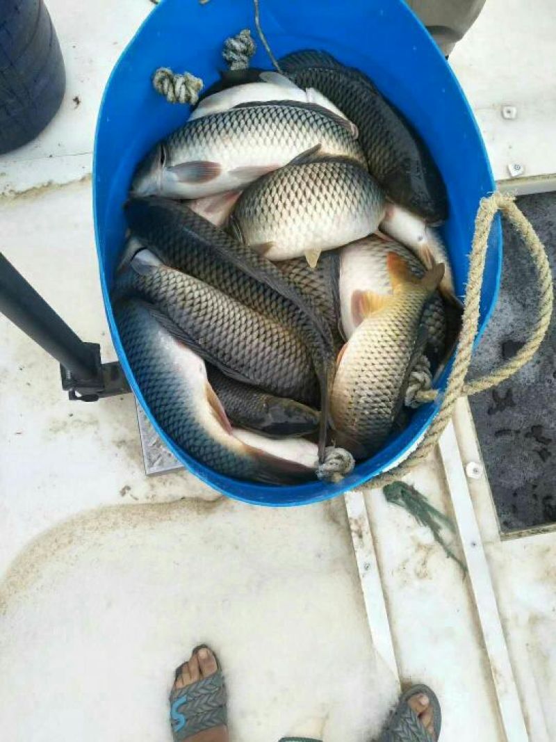 裸鲤鱼食用1~2公斤
