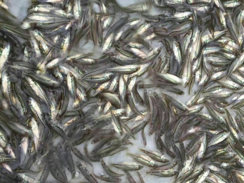 裸鲤鱼食用1~2公斤