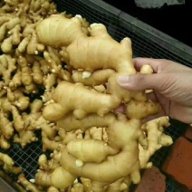 小黄姜5两以上优质带土颜色蜡黄辛辣浓厚