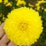 菊花茶二级