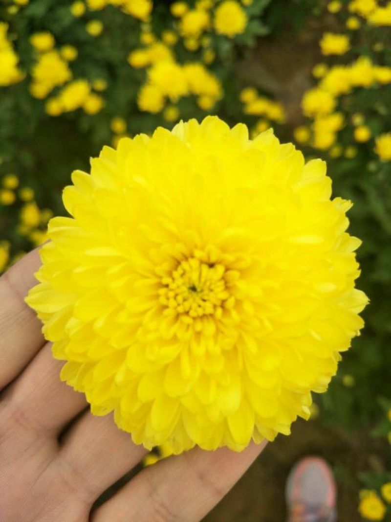 菊花茶二级