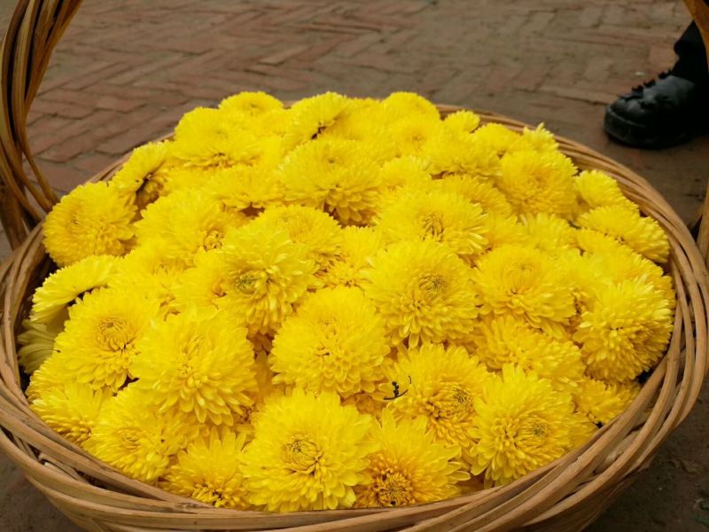菊花茶二级