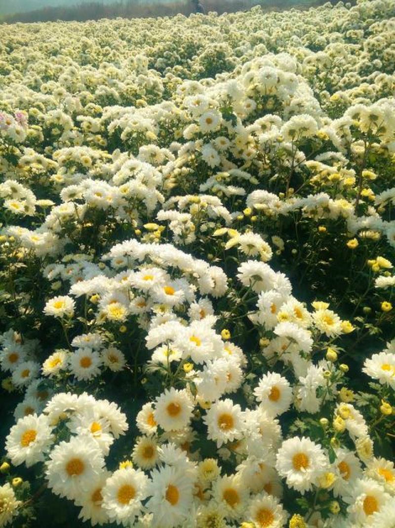 菊花，黄山贡菊，金丝皇菊，