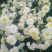 菊花，黄山贡菊，金丝皇菊，
