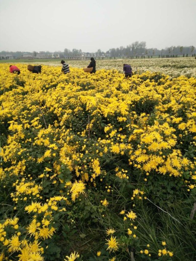 菊花，黄山贡菊，金丝皇菊，