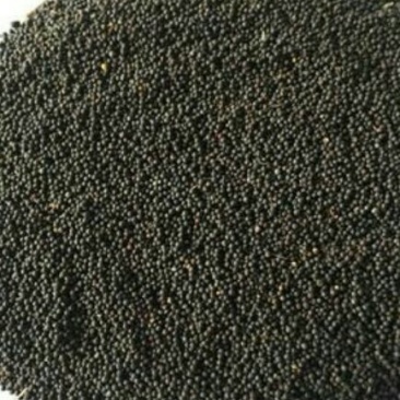 油菜籽1级