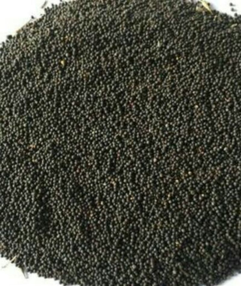 油菜籽1级