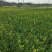 油菜籽1级
