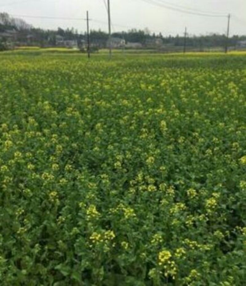 油菜籽1级