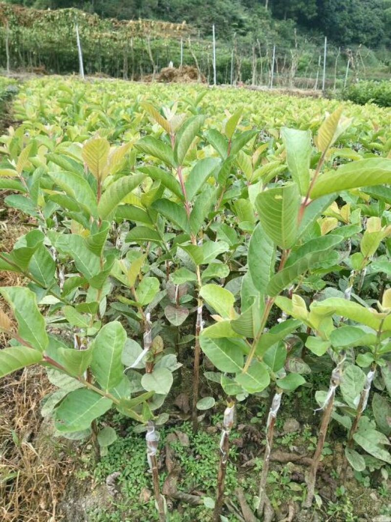 番石榴苗30~50cm