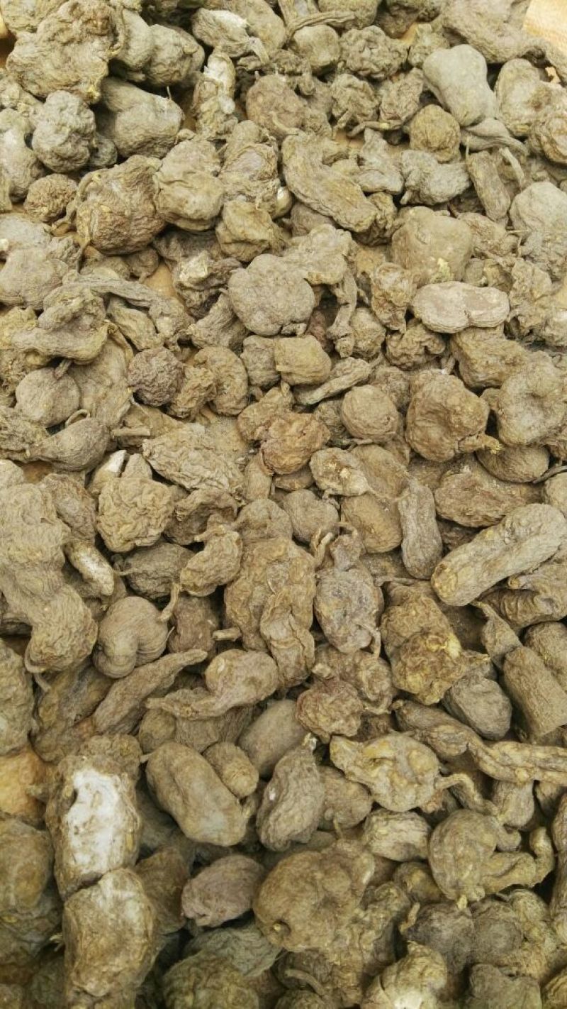 金果榄/青牛胆，地胆，金线吊葫芦，，，，，，