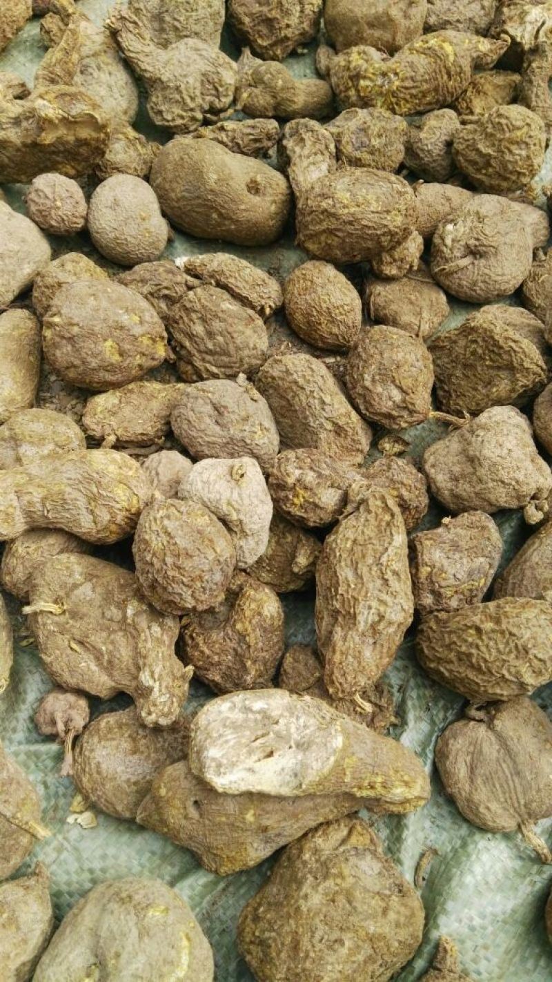金果榄/青牛胆，地胆，金线吊葫芦，，，，，，
