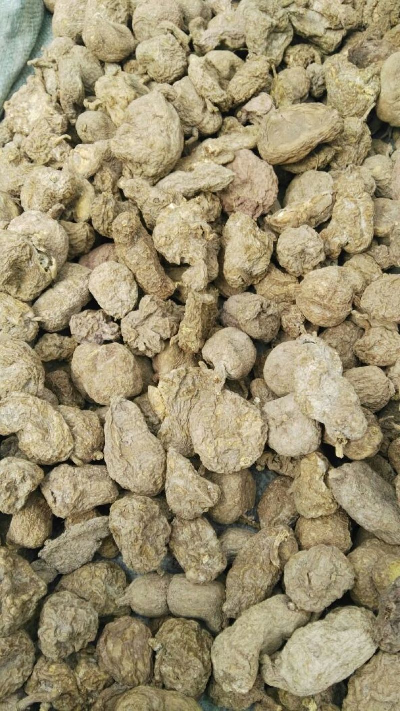 金果榄/青牛胆，地胆，金线吊葫芦，，，，，，