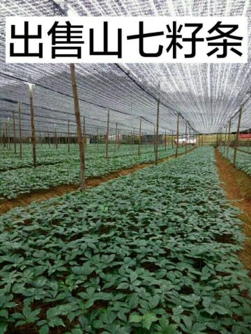 三七苗10~20cm