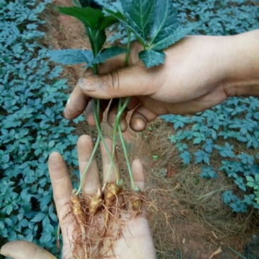 三七苗10~20cm