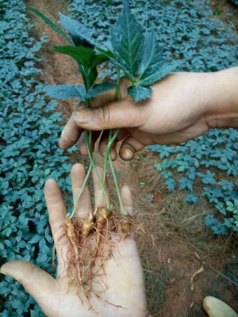三七苗10~20cm