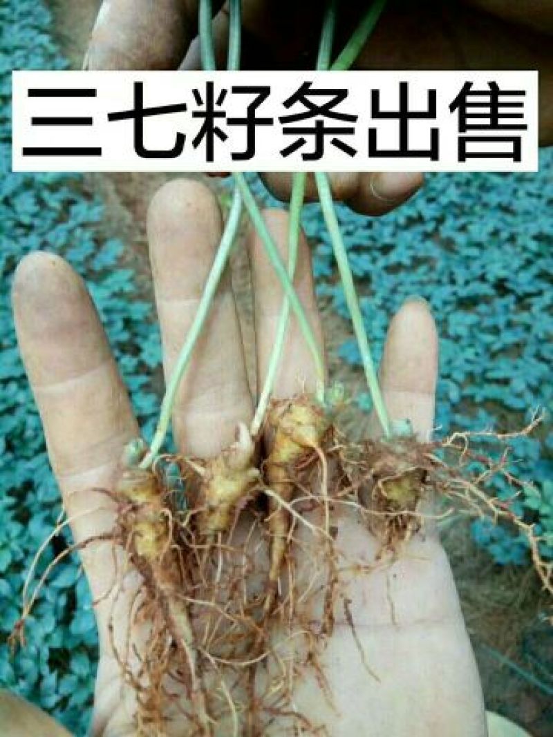 三七苗10~20cm