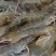 基围虾食用活虾