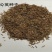 蒲公英种子纯种净籽3斤/亩春夏秋播，多年生