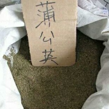 蒲公英种子纯种净籽3斤/亩春夏秋播，多年生