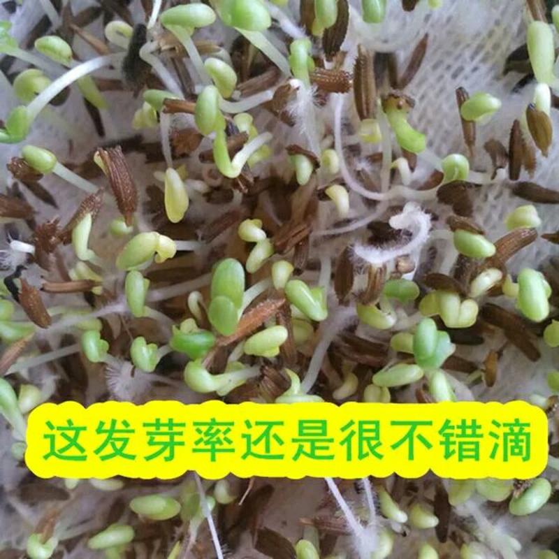 蒲公英种子纯种净籽3斤/亩春夏秋播，多年生