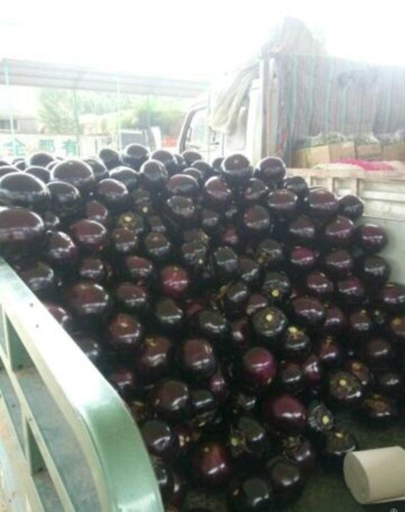 紫光圆茄5两以上大量供应