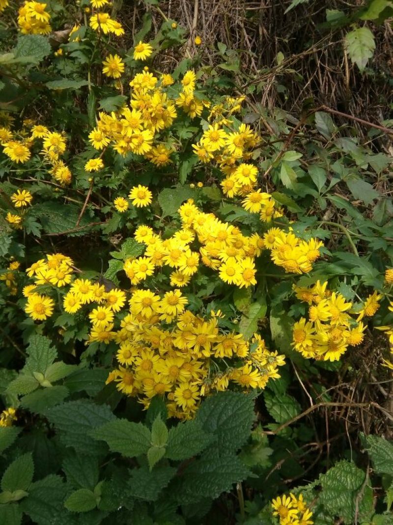 野菊花散装