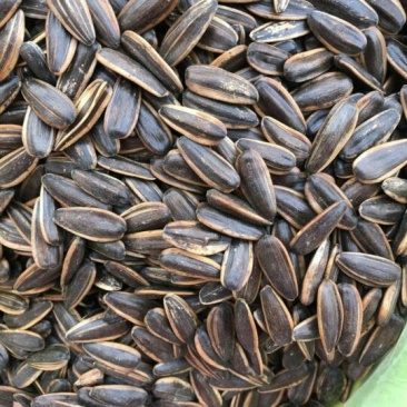 葵花籽散装熟