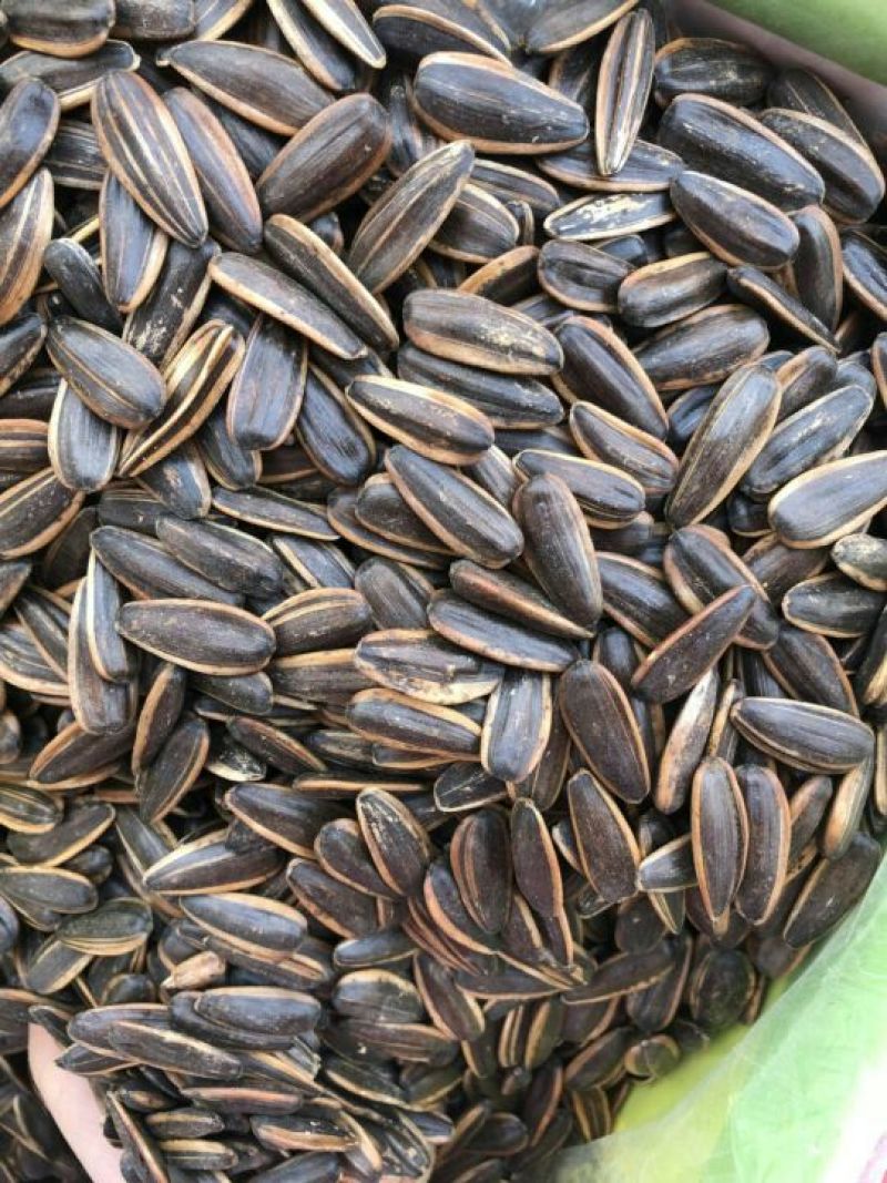 葵花籽散装熟