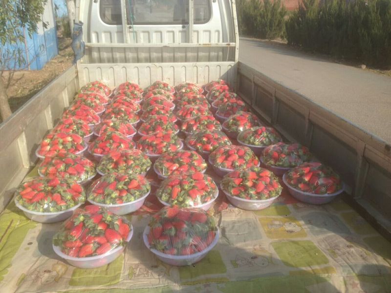 章姬草莓色艳靓丽耐运输30~40克奶莓章姬真实报价